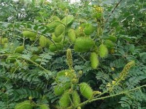 Read more about the article गजगा (Fever nut)