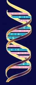 Read more about the article जनुकीय संकेत (Genetic code)