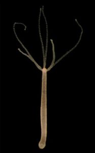 Read more about the article जलव्याल (Hydra)