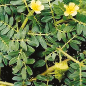 Read more about the article गोखरू (Calthrope)