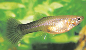 Read more about the article गपी (Guppy)