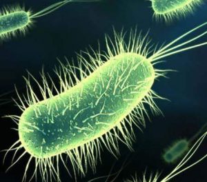 Read more about the article जीवाणू (Bacteria)