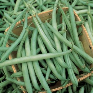 घेवडा (Bean)