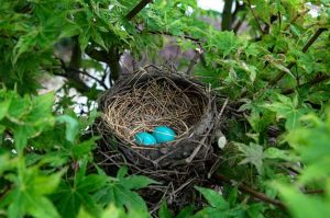 घरटे (Nest)