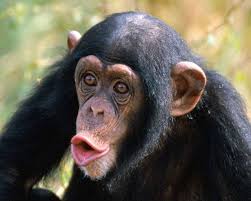 कपी (Apes)