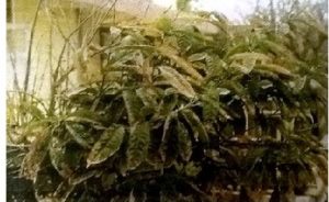 Read more about the article फ्ल्युओराइडे आणि वनस्पती (Fluorides and Plant)