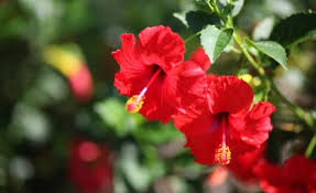 Read more about the article जास्वंद (Shoe-flower)