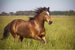 घोडा (Horse)