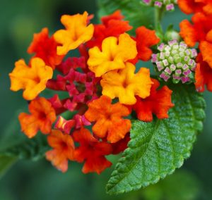 घाणेरी (Lantana)