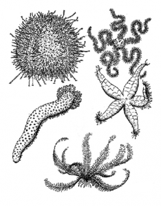 Read more about the article कंटकचर्मी (Echinodermata)