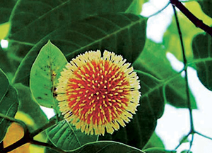 Read more about the article कदंब (Kadamb)