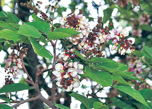 Read more about the article करंज (Indian beech)