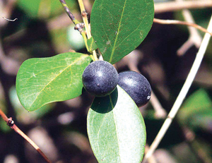Read more about the article करवंद (Bengal currant)
