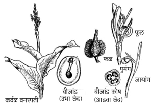 Read more about the article कर्दळ (Indian Shot)