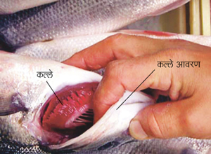 कल्ले (Gills)