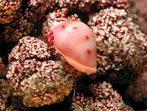 Read more about the article कवडी (Cowrie)