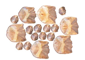 Read more about the article खवले (Scales)