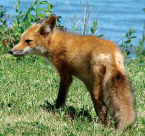 Read more about the article खोकड (Fox)