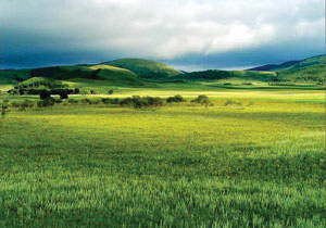 Read more about the article गवताळ भूमी परिसंस्था (Grass land ecosystems)