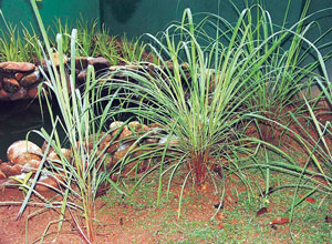 Read more about the article गवती चहा (Lemon grass)