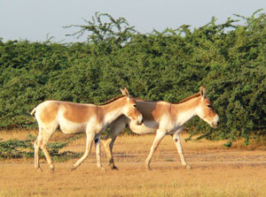 Read more about the article गाढव (Ass)