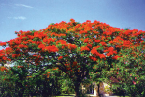 गुलमोहर (Peacock flower)