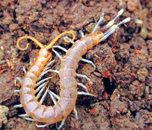 Read more about the article गोम (Centipede)