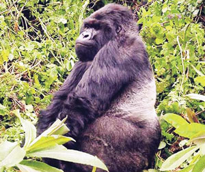 Read more about the article गोरिला (Gorilla)