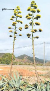 घायपात (Agave)