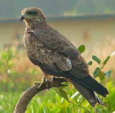 घार (Black kite)
