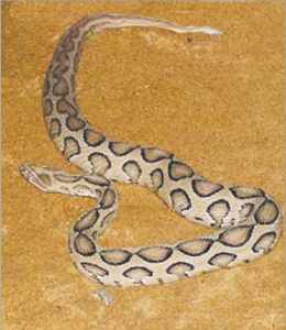 घोणस (Russell’s viper)