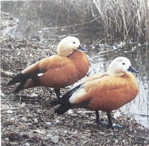 चक्रवाक (Ruddy shelduck)