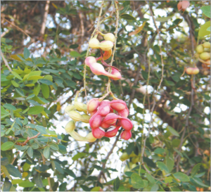 Read more about the article चिंच, विलायती (Sweet inga)