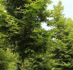 Read more about the article चिनार (Oriental Plane)