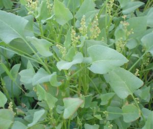 Read more about the article चुका (Bladder dock)