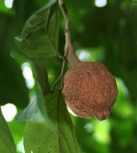 Read more about the article चौलमुग्रा (Chaulmoogra)
