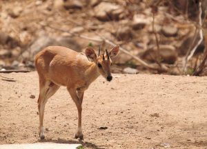 Read more about the article चौशिंगा (Four horned antelope)