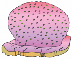Read more about the article छिद्री संघ (Porifera)