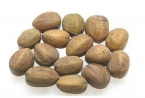 Read more about the article जमालगोटा (Purging croton)