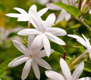 Read more about the article जास्मिन (Jasmine)