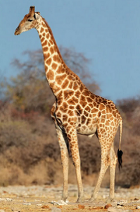 Read more about the article जिराफ (Giraffe)