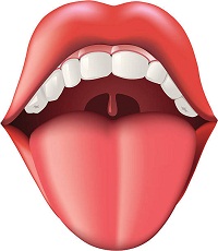 Read more about the article जीभ (Tongue)