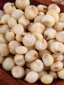 Read more about the article ज्वारी (Sorghum)