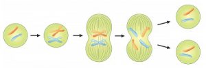 Read more about the article पेशी चक्र  (Cell Cycle)