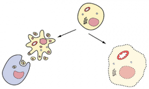 Read more about the article पेशी मृत्यू (Cell Death)