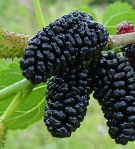 तुती (Mulberry)