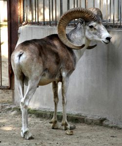नयन / तिबेटी मेंढी  (Tibetan argali)