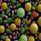 परागकण आणि अधिहर्षता (Pollen grains and Allergy)