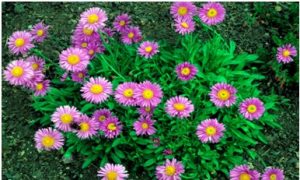 ॲस्टर (Aster)