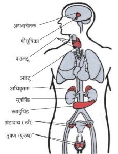 अंत:स्रावी ग्रंथी (Endocrine glands)